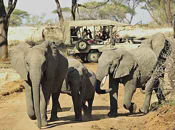Kichaka Expeditions: Game Drive mit Elefanten