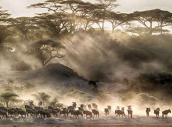 Klein's Camp: Gnuherde