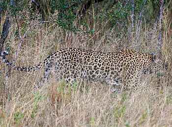 Leopard Hills: Leopard 