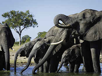 Linkwasha Camp: Trinkende Elefanten