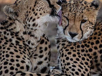 Mahali Mzuri: Geparden