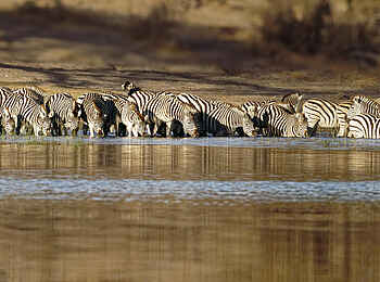Meno a Kwena Camp: Zebras beim Trinken