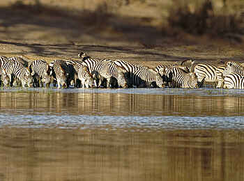 Meno a Kwena Camp: Zebras beim Trinken Meno a Kwena Camp: Zebras beim Trinken