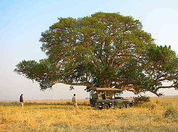 Mukambi Busanga Plains Camp: Rast unter einem alten Feigenbaum Mukambi Busanga Plains Camp: Rast unter einem alten Feigenbaum