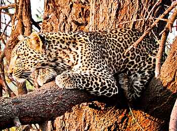 Mwagusi Safari Camp: Leopard
