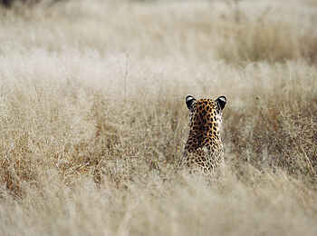 Okonjima Plains Camp: Leopard Okonjima Plains Camp: Leopard