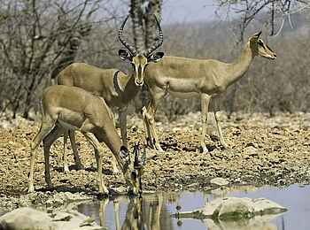 Ongava Lodge: Schwarznasen-Impala Ongava Lodge: Schwarznasen-Impala