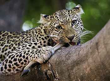 Robin Pope Safaris: Leopard nagt an Antilopenschenkel