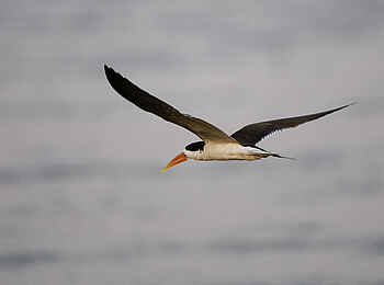 Ruckomechi  Wasservogel Ruckomechi  Wasservogel