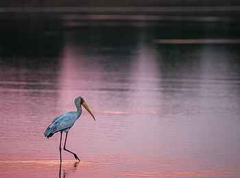 Shawa Luangwa Camp: Storch im Wasser Shawa Luangwa Camp: Storch im Wasser