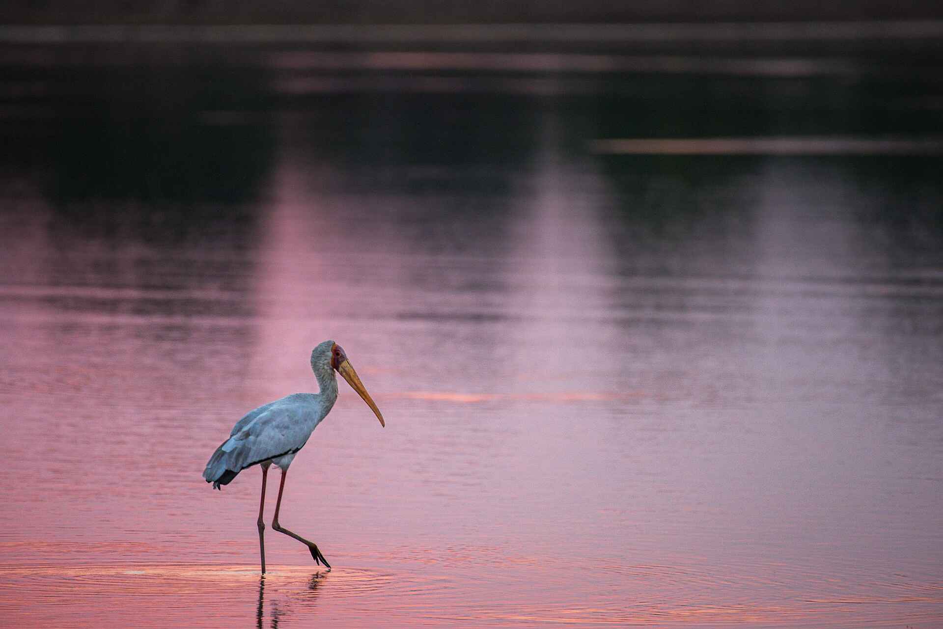 Shawa Luangwa Camp: Storch im Wasser