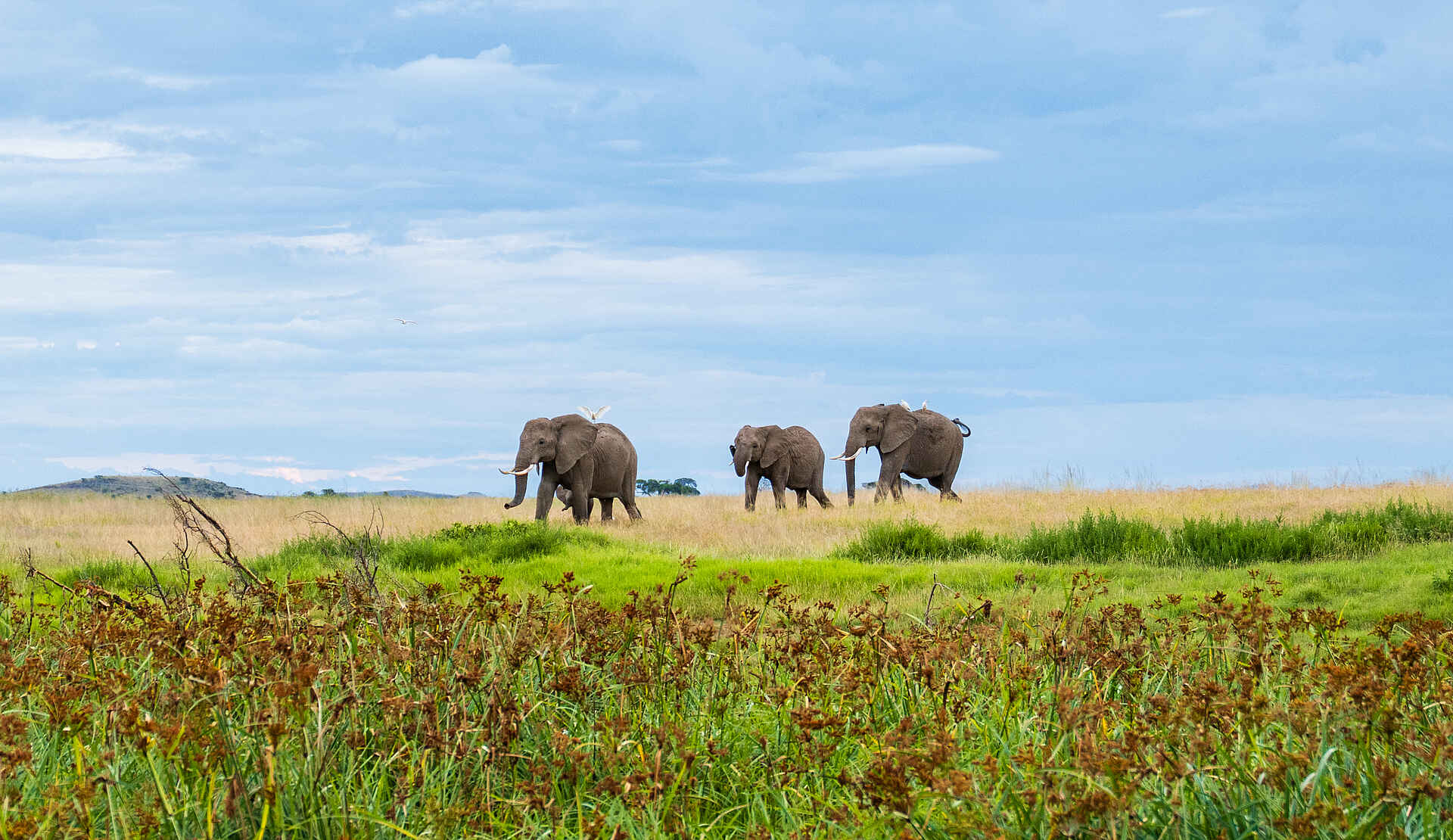 Soroi Amboseli Camp: Elefanten im grünen Gras Soroi Amboseli Camp: Elefanten im grünen Gras