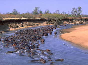 Tafika Camp: Nilpferdversammlung