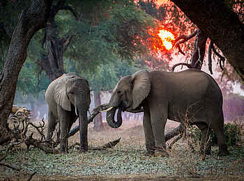 Chikwenya Camp: Elefanten im Abendlicht