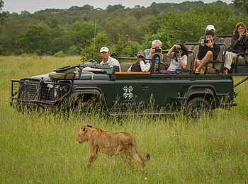 Londolozi Private Granite Suites: Ein Löwenjunges