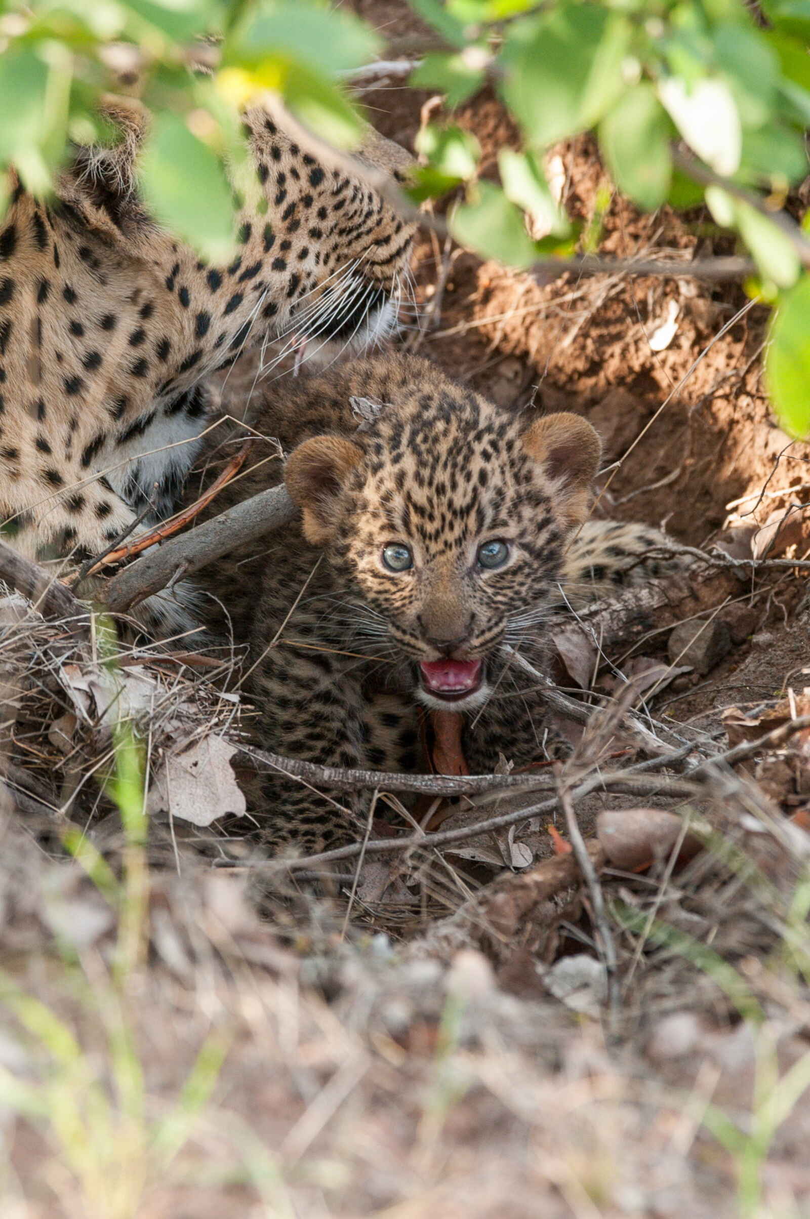Mashatu Game Reserve: Blauäugiges Leopardenbaby Mashatu Game Reserve: Blauäugiges Leopardenbaby