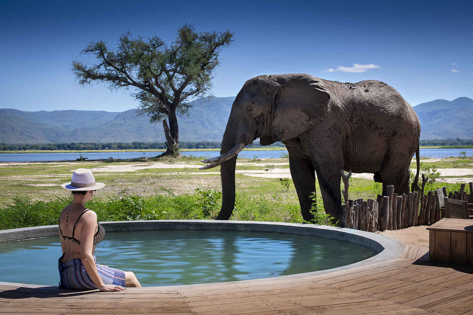 Nyamatusi Camp: Elefant und Gast beim Pool Nyamatusi Camp: Elefant und Gast beim Pool