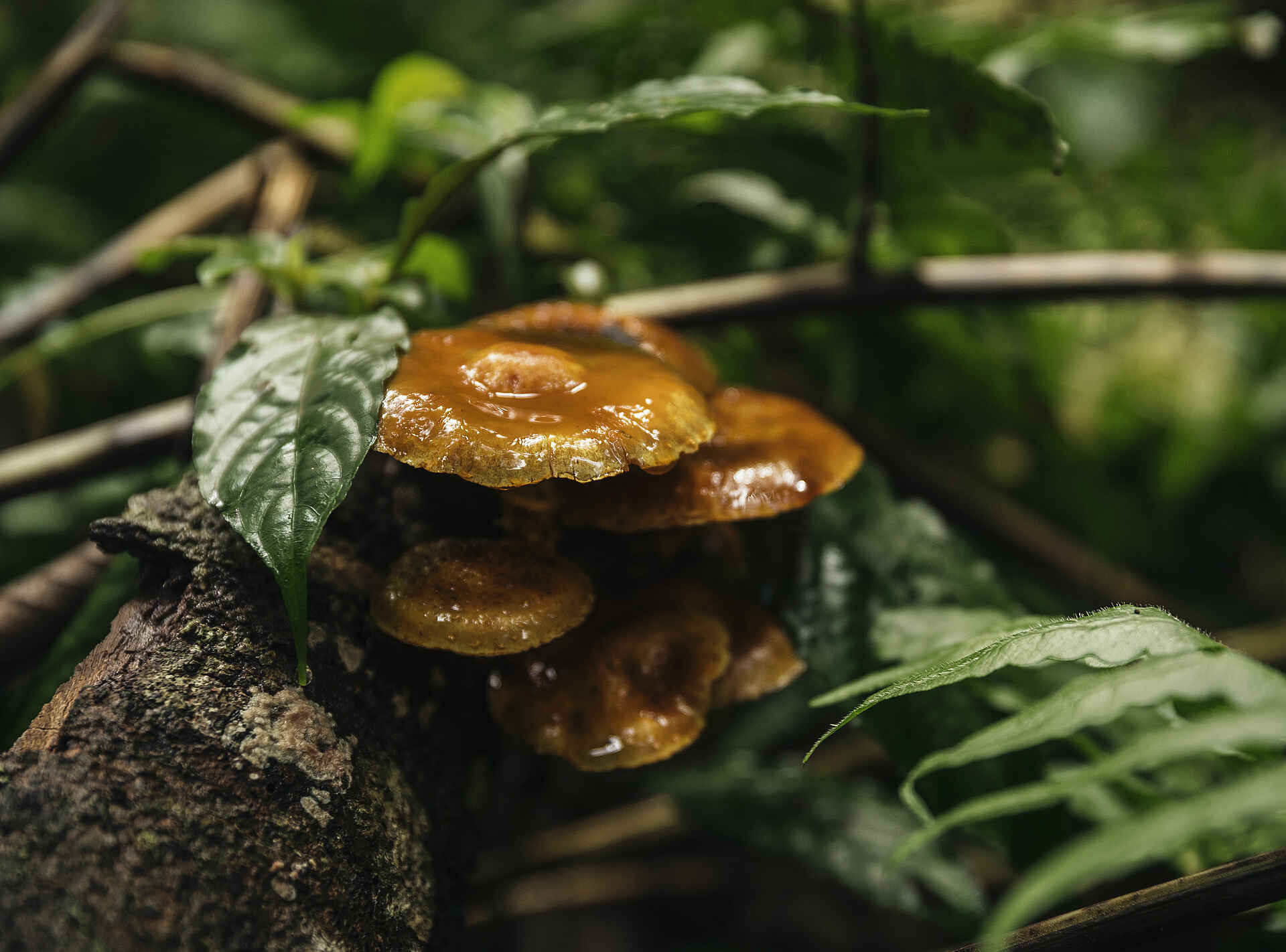 One and Only Nyungwe House: Impressionen des Regenwaldes