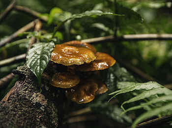 One and Only Nyungwe House: Impressionen des Regenwaldes One and Only Nyungwe House: Impressionen des Regenwaldes