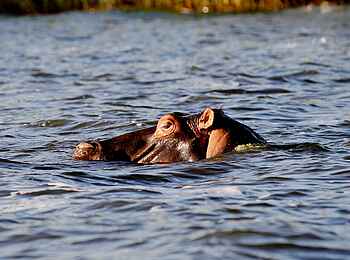 Ruzizi Tented Lodge: Ein Flusspferd im Lake Ihema