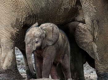 Sangha Lodge: Kleiner Elefant neben seiner Mutter Sangha Lodge: Kleiner Elefant neben seiner Mutter
