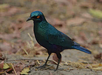 Somalisa Acacia Camp: Burchell's Starling