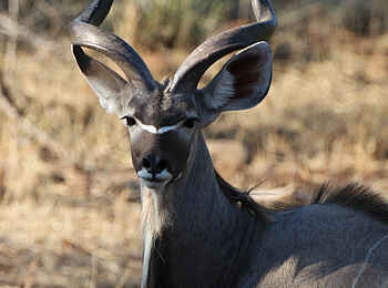 Tuli Safari Lodge Mashatu: Kudu mit imposantem Gehörn