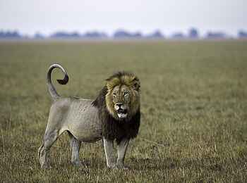 Busanga Bush Camp: Löwe im Kafue National Park Busanga Bush Camp: Löwe im Kafue National Park