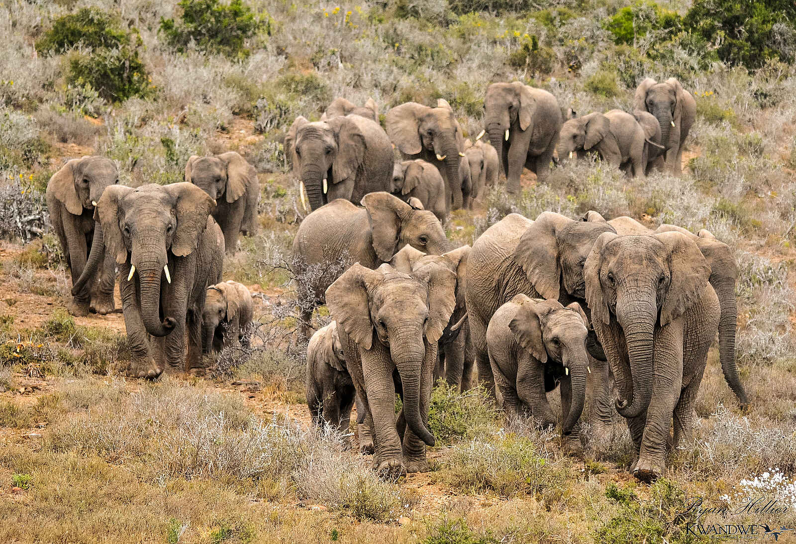 Ecca Lodge: Elefanten Ecca Lodge: Elefanten