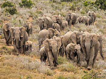 Ecca Lodge: Elefanten Ecca Lodge: Elefanten