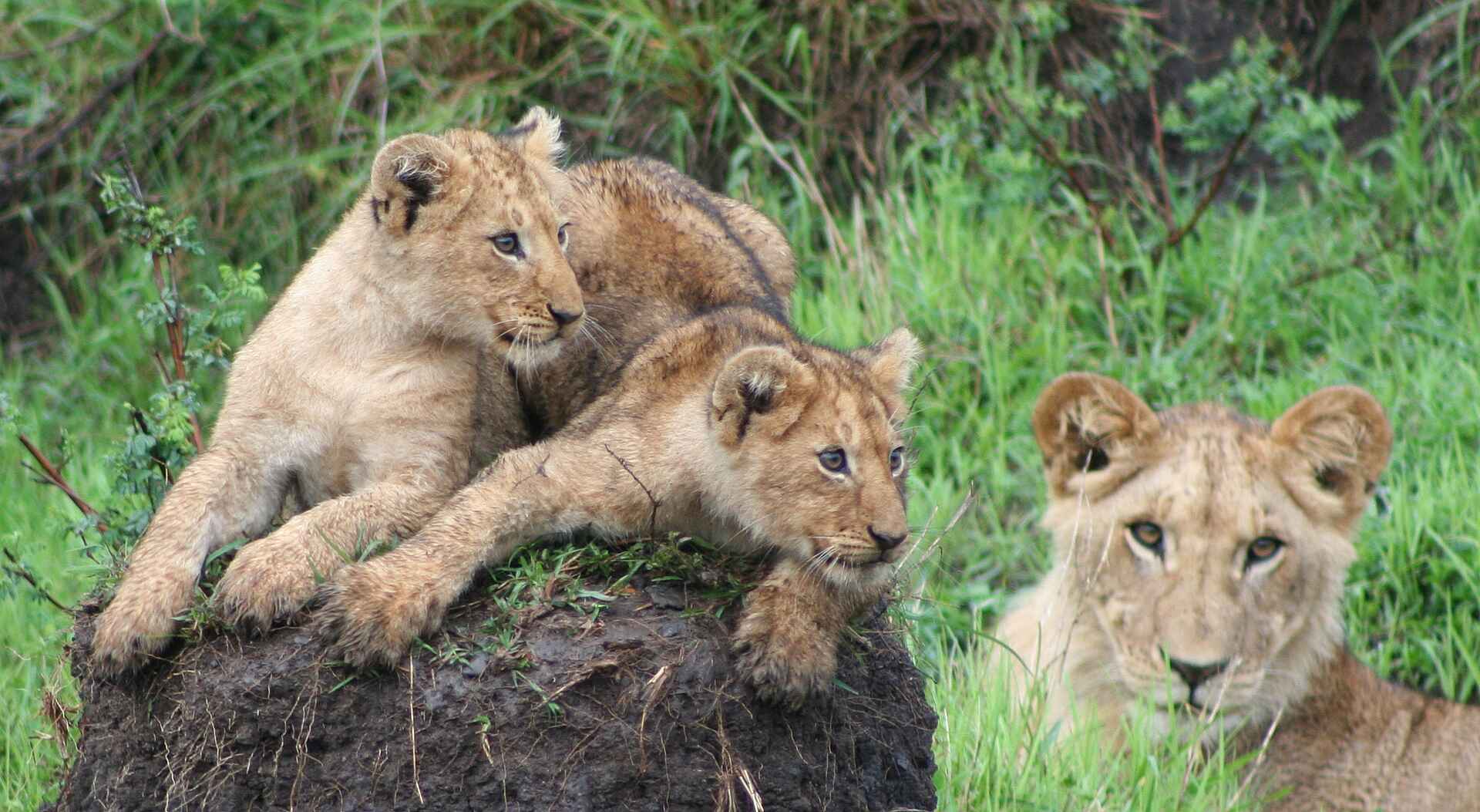 afrikarma, afrikarma Safaris, Afrikarma Safaris - Wildnis.Hautnah., afrikarma.de, Masai Mara, Löwen, Löwenfamilie, Löwenjunge