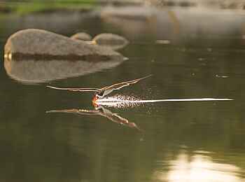 KaingU Safari Lodge: Fischender Scherenschnabel