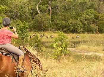 Kujwana Camp: Wildhunde im Blick