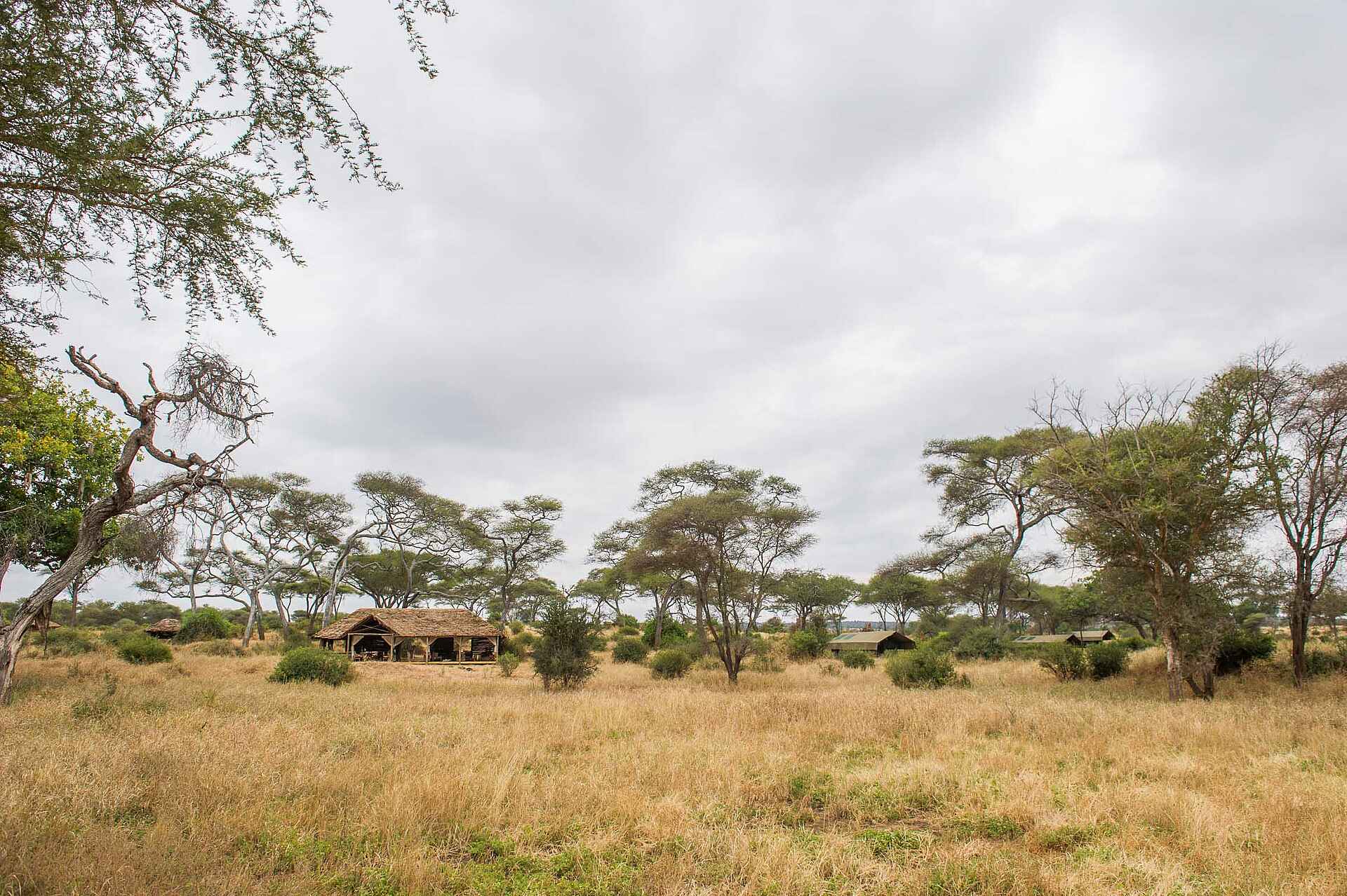 Kuro Tarangire, Anlage, kuro tarangire camp