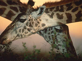 Kwara Camp: Gekreuzte Giraffenhälse Kwara Camp: Gekreuzte Giraffenhälse