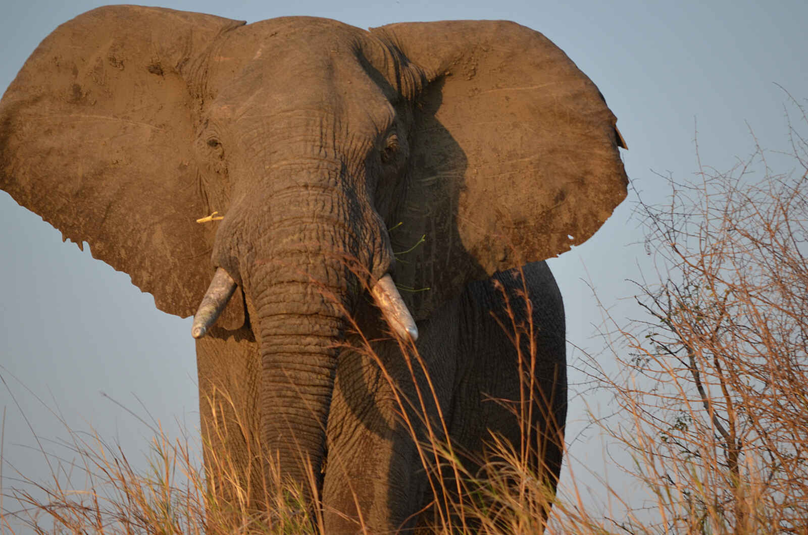 Leopard Lodge: Elefantenbulle Leopard Lodge: Elefantenbulle