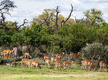 Little Tubu: Impalaherde Little Tubu: Impalaherde