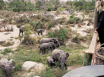Londolozi Founders Camp: Elefantenherde im Camp Londolozi Founders Camp: Elefantenherde im Camp