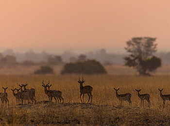 Luambe Camp: Eine kleine Gruppe Impalas in der für den Luambe National Park typischen Waldsavanne Luambe Camp: Eine kleine Gruppe Impalas in der für den Luambe National Park typischen Waldsavanne