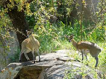 Mbuzi Mawe Serena Camp: Klippspringer Mbuzi Mawe Serena Camp: Klippspringer