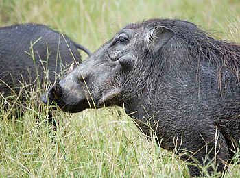 Muchenje Safari Lodge: Warzenschwein