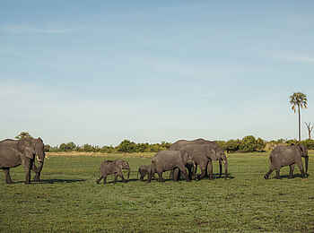 Nkasa Linyanti: Eine Elefantenherde Nkasa Linyanti: Eine Elefantenherde