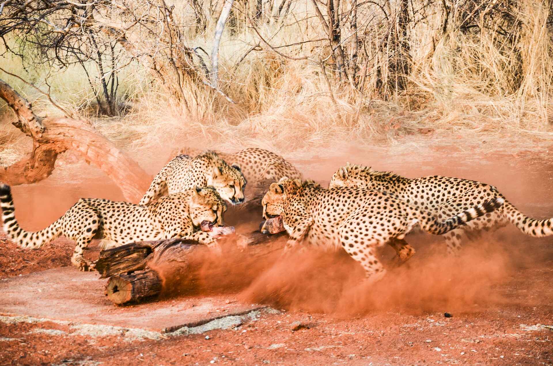 Etosha National Park, Okutala African Quest, Okutala Lodge, Xplorer Experience, Geparden, Wildtiere, Afrikarma, Afrikarma Safaris, Afrikarma Safaris – Wildnis. Hautnah., afrikarma.de