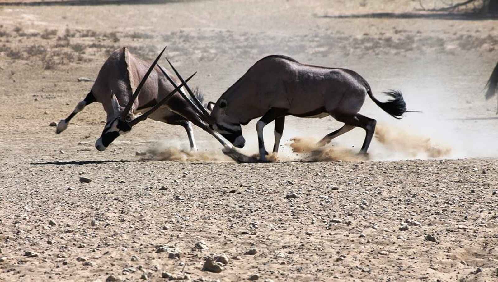 Rooiputs Lodge: Kämpfende Oryxantilopen Rooiputs Lodge: Kämpfende Oryxantilopen