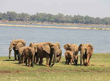 Royal Zambezi Lodge: Elefanten auf einer Flussinsel
