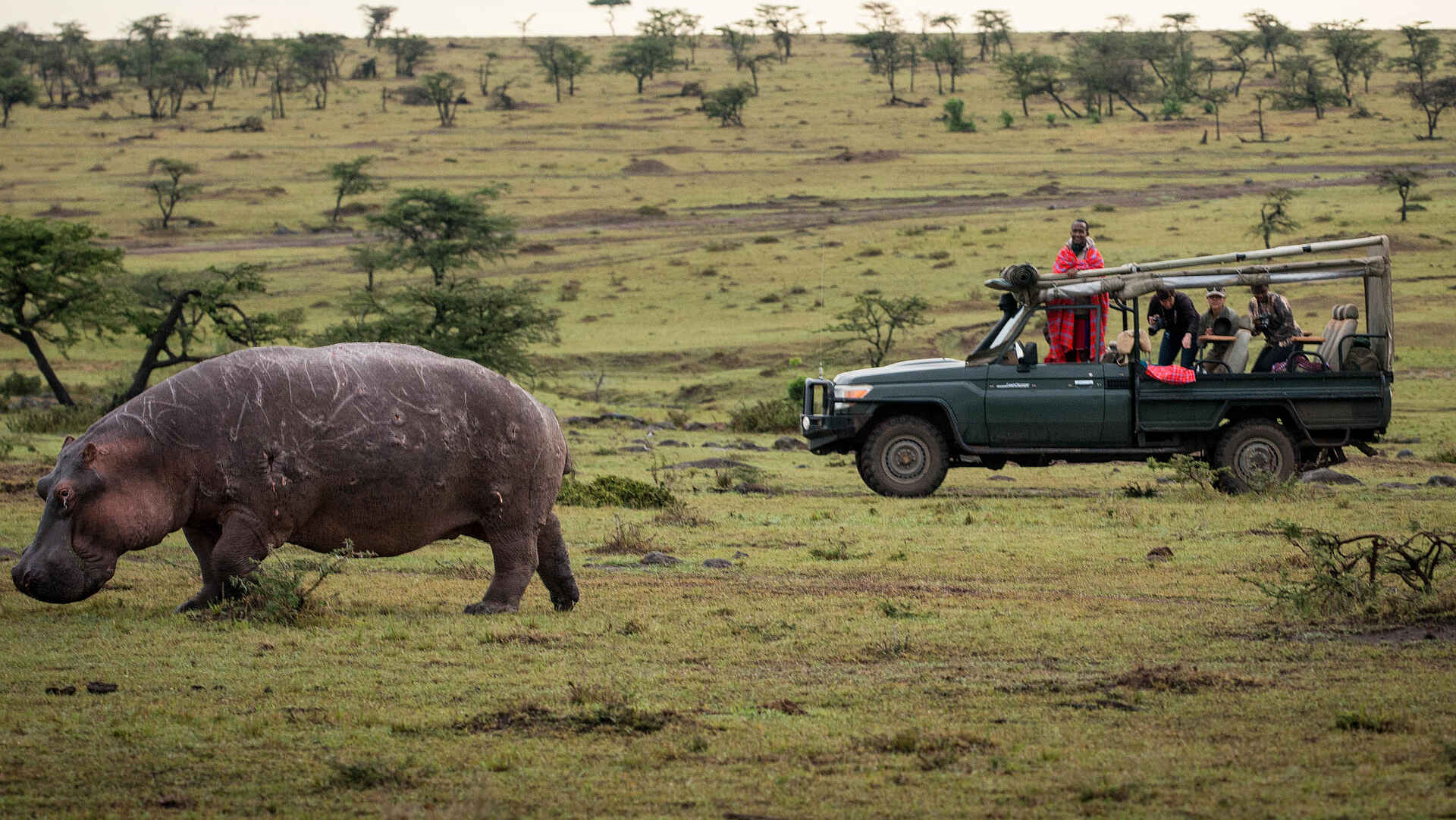 Serian's Nkorombo Mobile Camp: Nilpferd