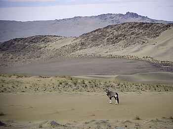Serra Cafema: Oryx in der Landschaft