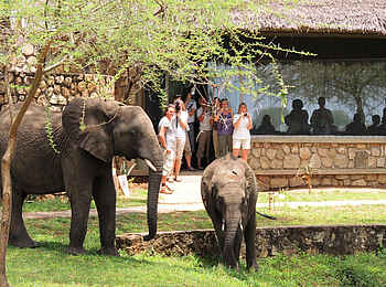 Tarangire Safari Lodge: Elefanten-Besuch Tarangire Safari Lodge: Elefanten-Besuch