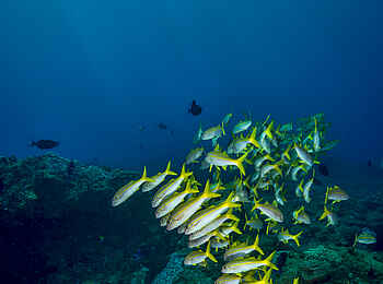 White Pearl Resorts: Fischschwärme