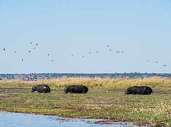 Camp Kuzuma: Nilpferde Camp Kuzuma: Nilpferde